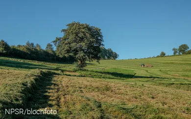 Erle bei Garbeck 2