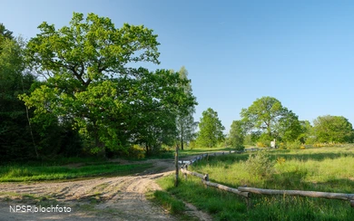 Eiche auf der Trupbacher Heide