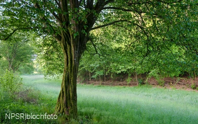 Hainbuche im Langenbachtal