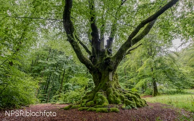 Eine imposante Erscheinung - die Dicke Buche in Krombach
