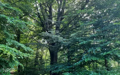 Rotbuche an der Leimbachquelle