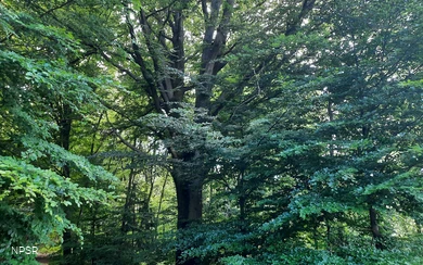 Rotbuche an der Leimbachquelle