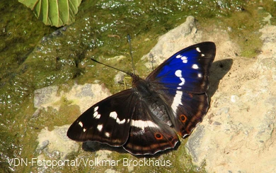 Schillerfalter am Fluss