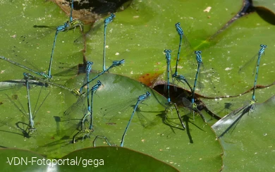 Hufeisen-Azurjunger bei der Eiablage