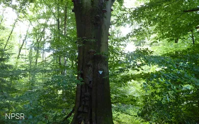 Rotbuche an der Leimbachquelle