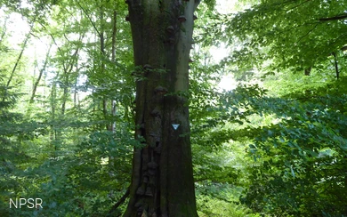 Rotbuche an der Leimbachquelle