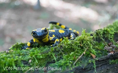 Feuersalamanderblick