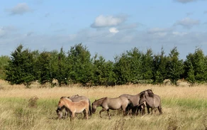 07_H_Kleiberg-Haupt Matthias Scharf.jpg