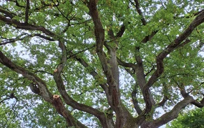 Die als Naturdenkmal ausgewiesene Krause Eiche bietet einen imposanten Anblick.