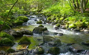 50_H_Weierbach_Haupt Usula Siebel.jpg