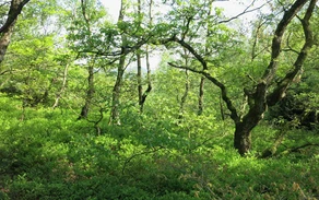 17_H_-Niederwaelder-bei-Visbeck_ Katharina Koch.jpg