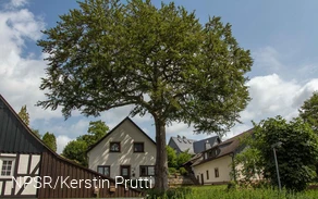 Rotbuche in Wenden-Heid