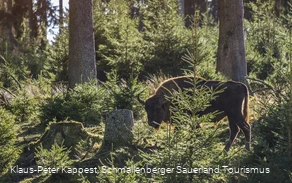 Wisent-Wildnis am Rothaarsteig