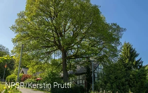 Baum trifft Fachwerkhaus - eine Idylle wie im Bilderbuch.