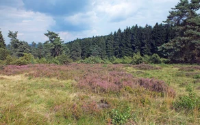 47_H_Gambach-Heidelandschaft Haupt Ursula Siebel.jpg