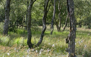 44_Edertal Haupt Ursula Siebel.jpg