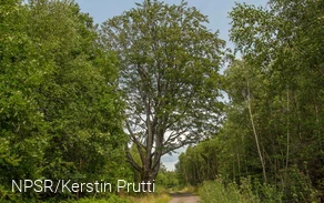 Deutlich höher ist die Rotbuche im Vergleich zu dem übrigen Wald.