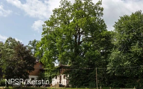 Mit 34 m einer der höchsten unserer Generationenbäume.