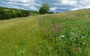 21_H_BergwiesenAltstenberg_Haupt Axel Schulte.jpg