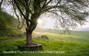 Baum im Vordergrund