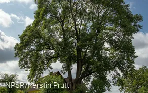 "Unsere" Esche in Büchen - ein beeindruckendes Naturdenkmal.