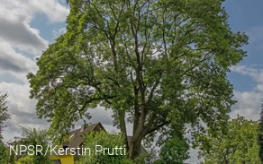 "Unsere" Esche in Büchen - ein beeindruckendes Naturdenkmal.