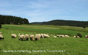 Schafe bei Hösinghausen