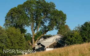 Esche bei Kruberg, Kirchhundem