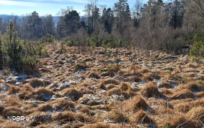 Heidelandschaft am Piwitt