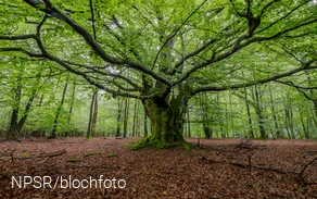 Buche bei Schönau, Wenden