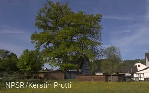 Heute leider kein Naturdenkmal mehr - aber immer noch ein beeindruckender Baum!