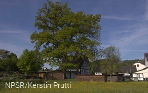 Heute leider kein Naturdenkmal mehr - aber immer noch ein beeindruckender Baum!