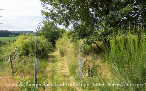 Dornröschenweg bei Arpe