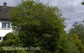 Unscheinbar, aber eine Seltenheit und von hohem ökologischen Wert - der Holzapfel.