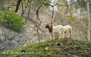 Ziegen in der Hörre