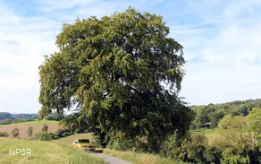 Rotbuche in Menden