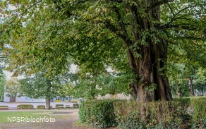 Sommer-Linde in Neuenrade