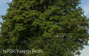 Feldahon in Attendorn-Ennest