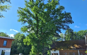 Stieleiche in Sundern-Recklinghausen