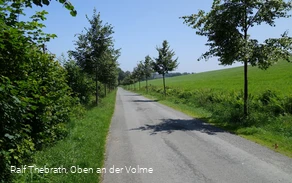 Eine kleine Allee begleitet den Wegeverlauf bei der Siedlung Isenburg