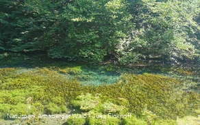 Die Almequellen bei Brilon Alme - Sauerland-Waldroute