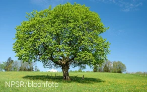 Ahorn bei Schlade, Drolshagen