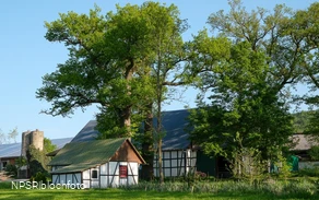 Eiche in Meschede-Vellinghausen