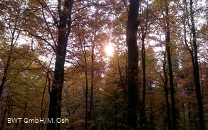 Herbstwald
