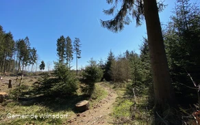Waldpfade auf dem A1