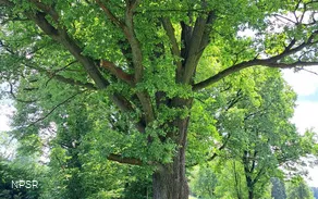 Eiche in Halver