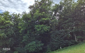 Rotbuche Schmallenberg-Mönekind