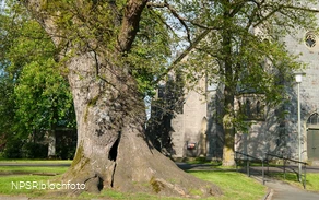 Stieleiche in Eslohe-Reiste