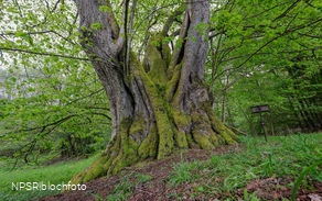 Gerichtslinde Neuenhof Stilleking in Lüdenscheid