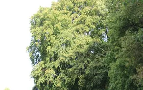 Rotbuche in Hemer